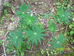 Lupinus elegans