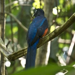 Trogon bairdii