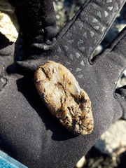 Ascidiella aspersa