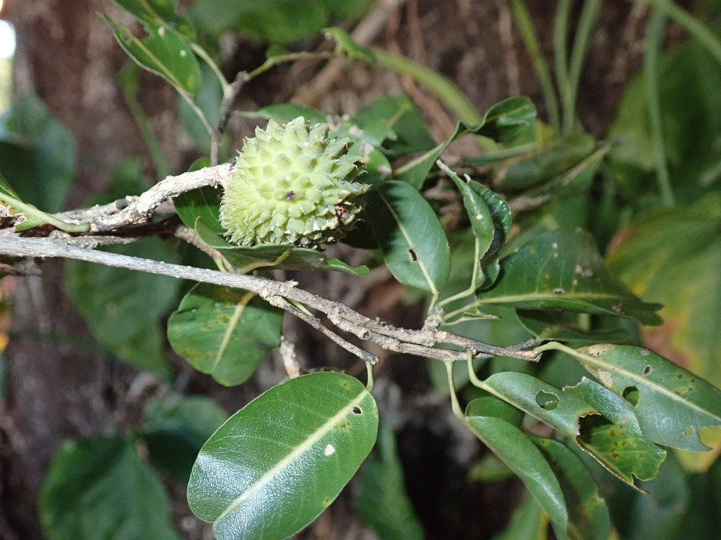 Rhopalocarpus lucidus