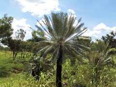 Cycas calcicola