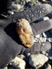 Ascidiella aspersa
