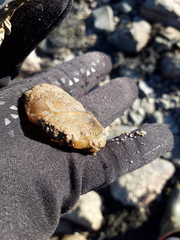 Ascidiella aspersa