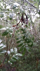 Dichrostachys