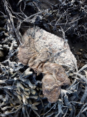 Ascidiella aspersa