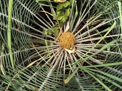 Cycas calcicola