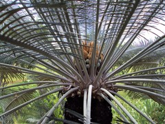 Cycas calcicola