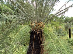 Cycas calcicola