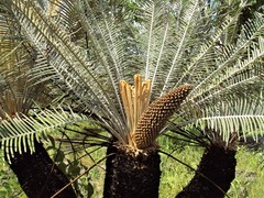 Cycas calcicola