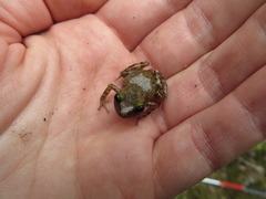 Eleutherodactylus marnockii