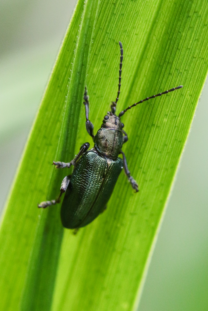 Plateumaris consimilis