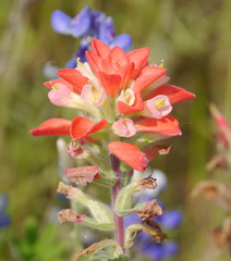 Castilleja indivisa
