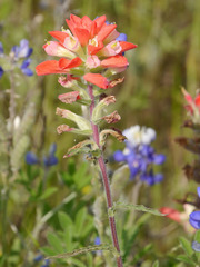 Castilleja indivisa