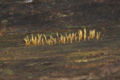 Calocera sinensis