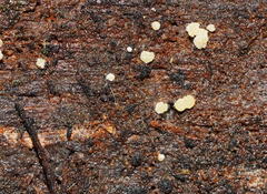 Hypocreaceae