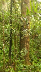 Podocarpus madagascariensis image