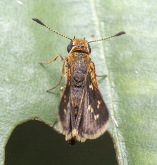 Taractrocera ardonia