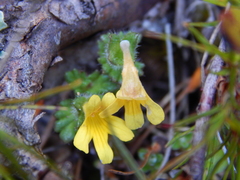 Euphrasia cockayneana