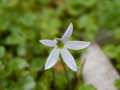 Lobelia angulata
