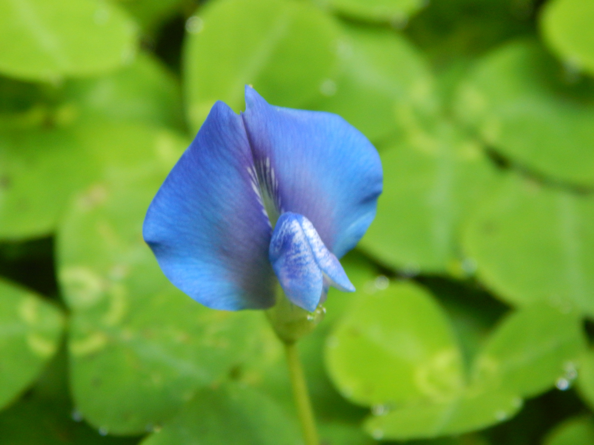Parochetus communis
