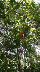 Ochnaceae