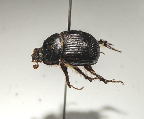 iNaturalist observation photo of Stout Earth-boring Scarab Beetle