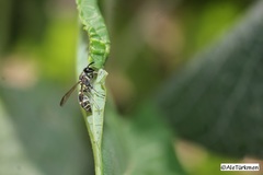 Polybia occidentalis