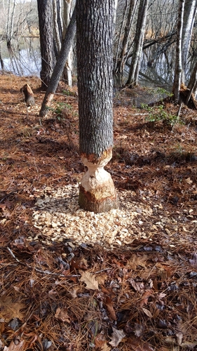 American Beaver photographed in North Carolina