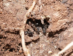 Rhytidoponera victoriae