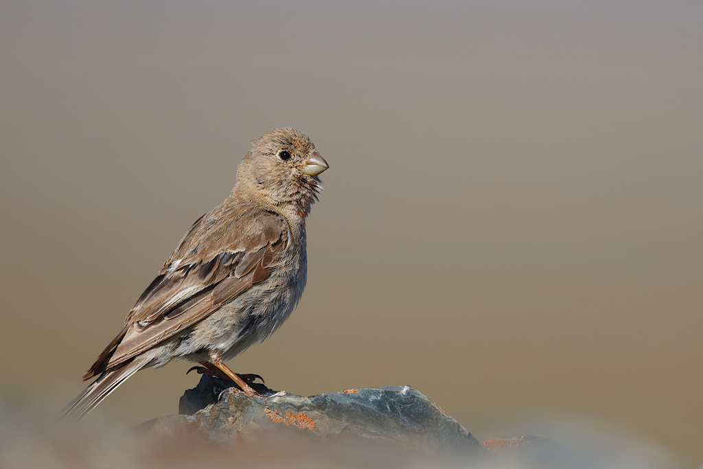Mongolian Finch