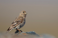 Mongolian Finch photo 1