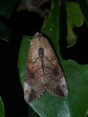 Tiracola aureata