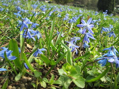 Scilla siberica