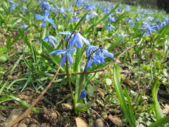 Scilla siberica