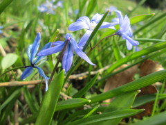 Scilla siberica