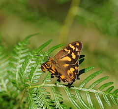Heteronympha banksii