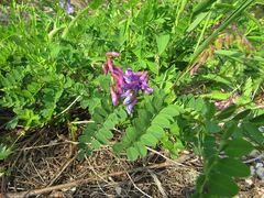 Vicia japonica