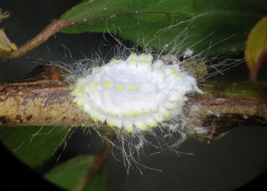common white mealybug