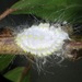 Icerya seychellarum - Photo (c) linkie,  זכויות יוצרים חלקיות (CC BY), הועלה על ידי linkie