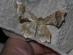 Krananda oliveomarginata