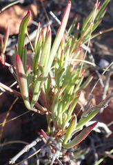 Pelargonium laevigatum
