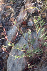 Pelargonium laevigatum