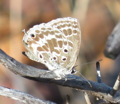 Lepidochrysops asteris