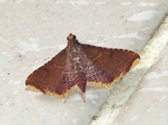 Endotricha olivacealis