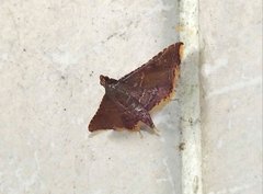 Endotricha olivacealis