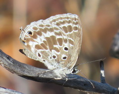 Lepidochrysops asteris