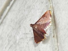 Endotricha olivacealis