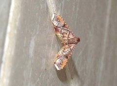 Endotricha olivacealis