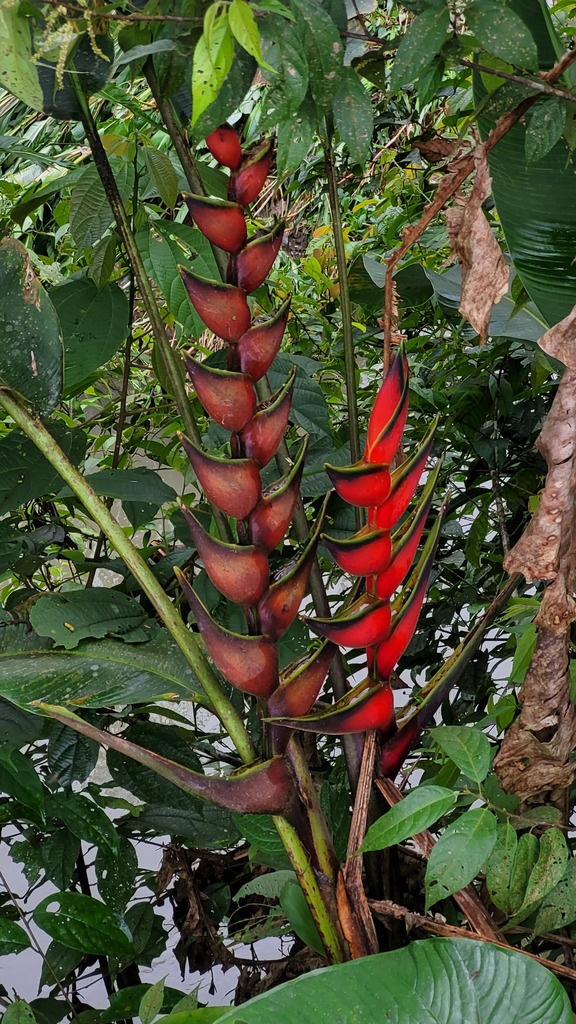 Heliconia orthotricha (Heliconia orthotricha)