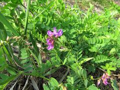 Vicia japonica